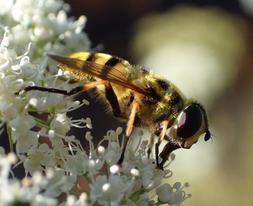 Myathropa florea